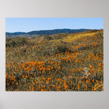 California Poppies - Landscape 2