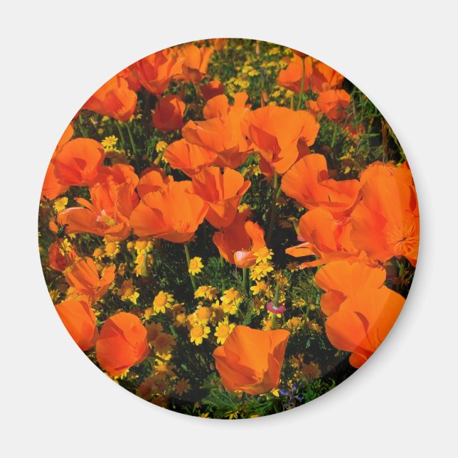 California Poppies Magnet (Front)