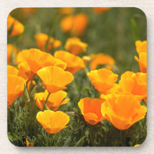 California poppies, Montana de Oro State Park Beverage Coaster
