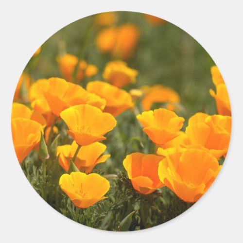 California poppies Montana de Oro State Park Classic Round Sticker