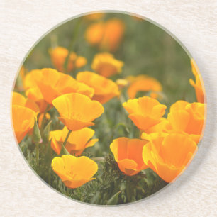 California poppies, Montana de Oro State Park Drink Coaster