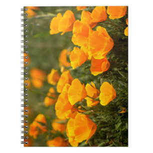 California poppies, Montana de Oro State Park Notebook