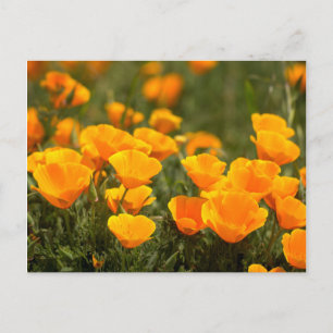 California poppies, Montana de Oro State Park Postcard