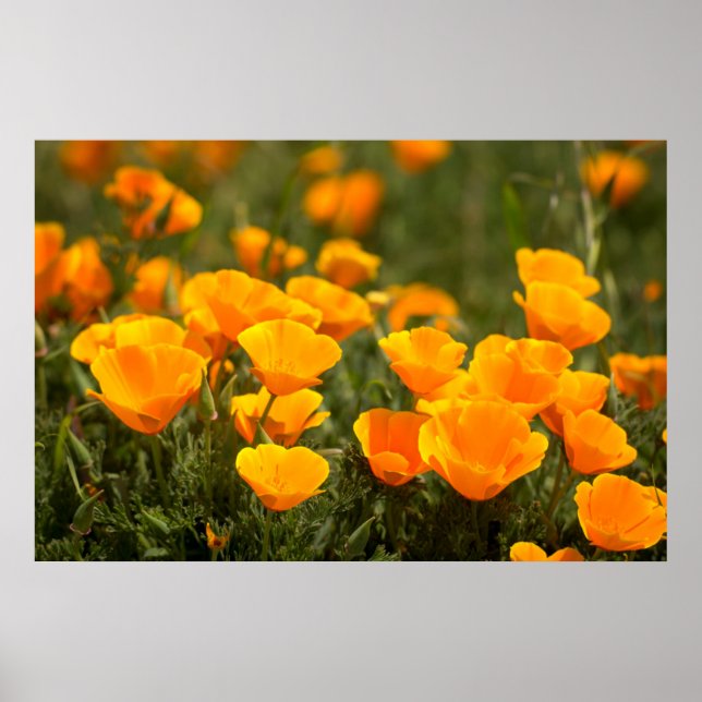 California poppies, Montana de Oro State Park Poster (Front)
