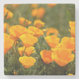 California poppies, Montana de Oro State Park Stone Coaster
