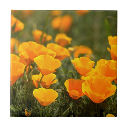 California poppies Montana de Oro State Park Tile