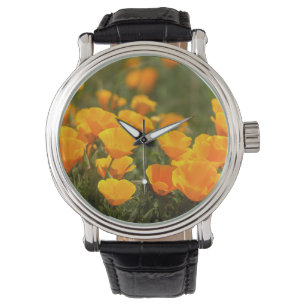 California poppies, Montana de Oro State Park Watch