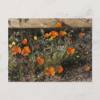 California Poppies Postcard by bluerabbit at Zazzle
