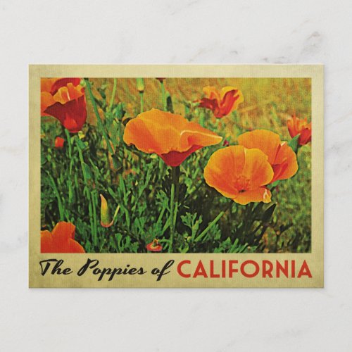 California Poppies Postcard