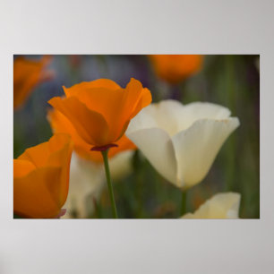 California Poppies Poster