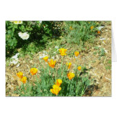 California Poppy #6 (Front Horizontal)