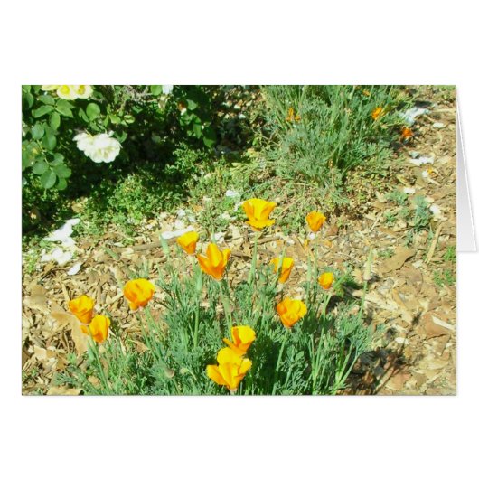 California Poppy #6 Cards (Front Horizontal)