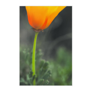 California Poppy Acrylic Print