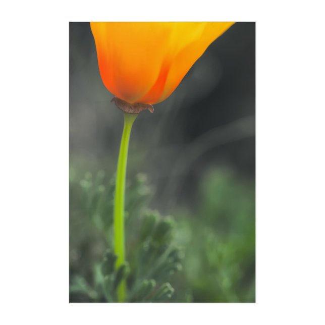 California Poppy Acrylic Print (Front)