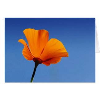 California Poppy Against Blue Sky Cards