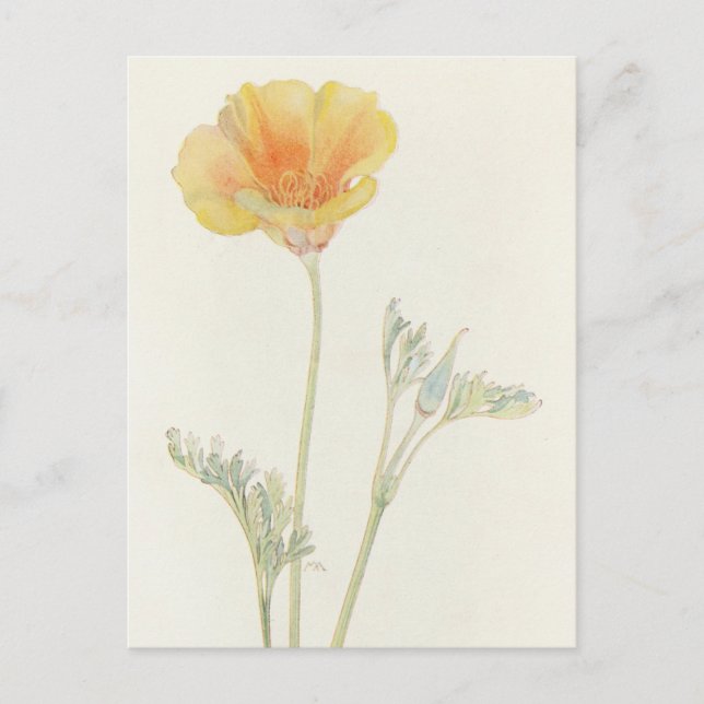 California Poppy by Margaret Armstrong Postcard (Front)