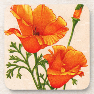 California poppy California poppies in orange Beverage Coaster