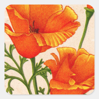 California poppy California poppies in orange Square Sticker