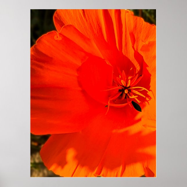 California Poppy - California Poppy 3 Poster (Front)