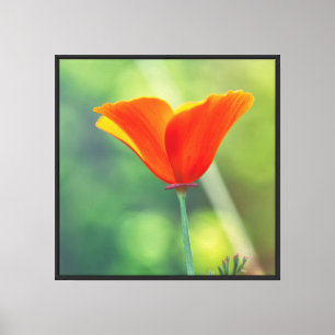 California Poppy Canvas Print