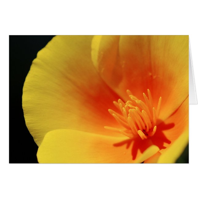 California Poppy Cards (Front Horizontal)