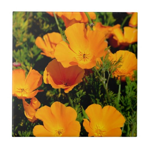 California Poppy Ceramic Tile