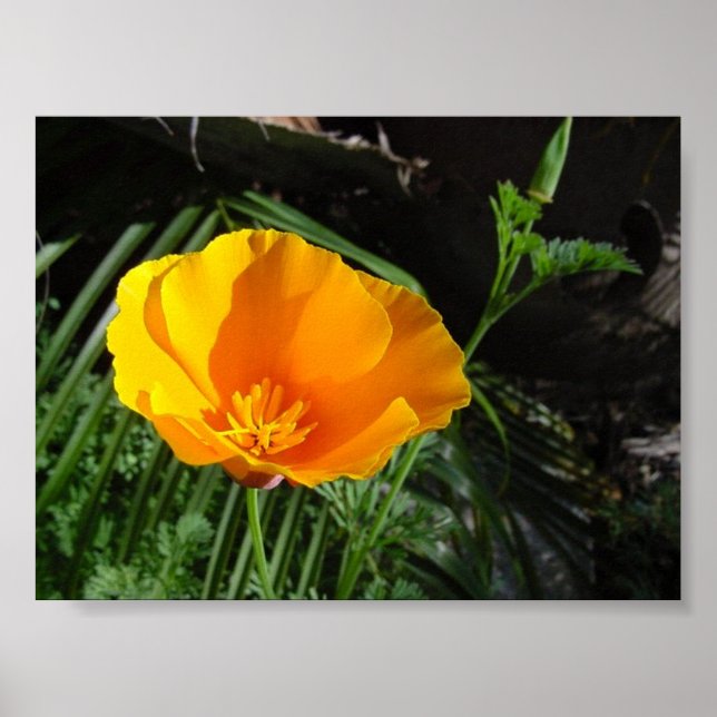 California Poppy (Eschscholzia Californica) Poster (Front)