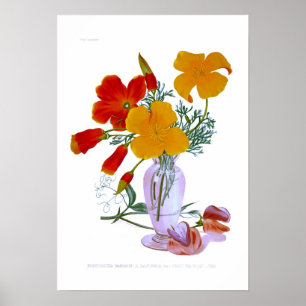 California poppy (Eschscholzia californica) Poster
