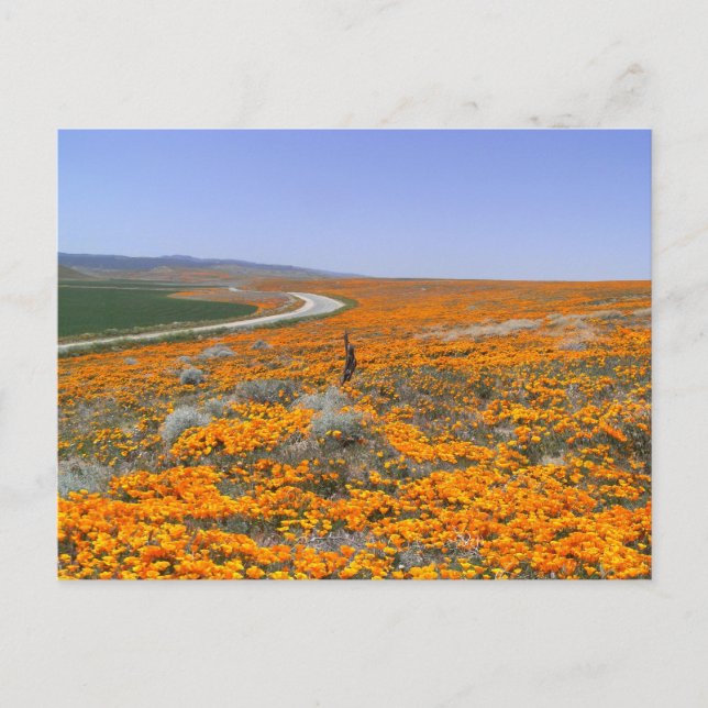 California Poppy Field Postcard (Front)