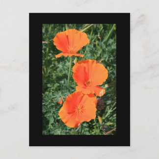 California Poppy Flowers Postcard