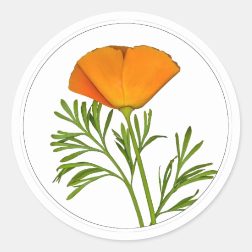 California Poppy in a Circle - Classic Round Sticker