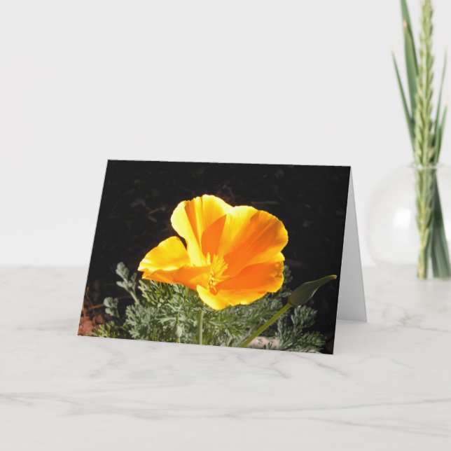 California Poppy in Bloom Card (Front)