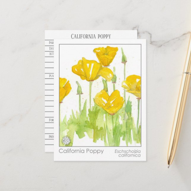 California Poppy Medicinal Herb Study  Postcard (Front/Back In Situ)