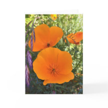 California Poppy Photo Greeting Card