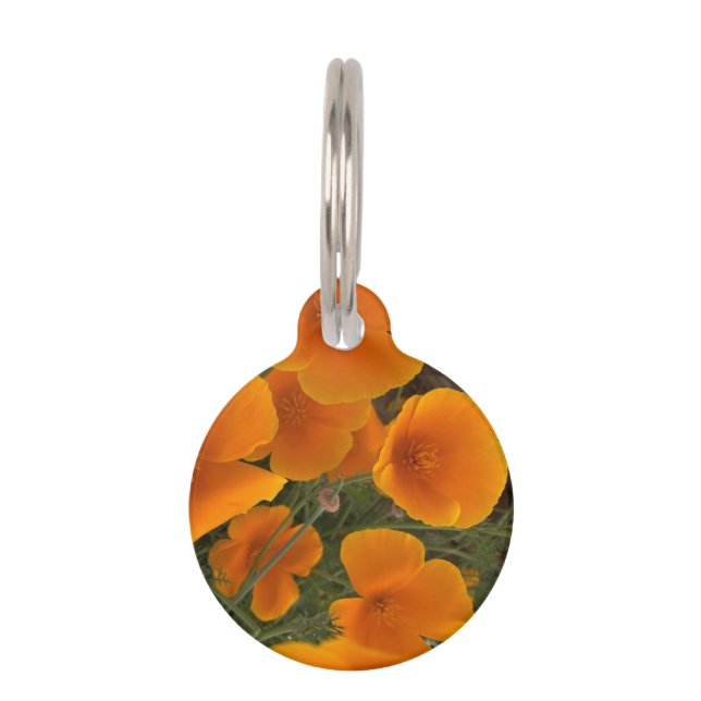 California Poppy Photograph Pet ID Tag (Front)