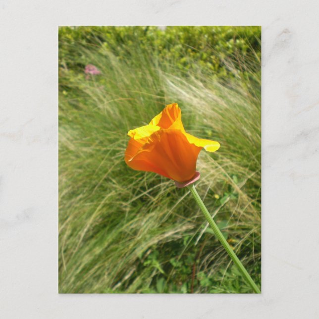 California Poppy Postcard (Front)