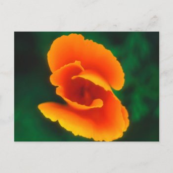 California Poppy Postcard by OneWithNature at Zazzle