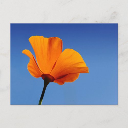 California Poppy Postcard