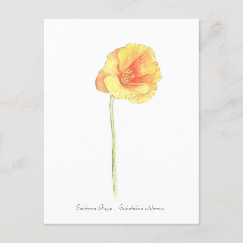 California Poppy  Postcard