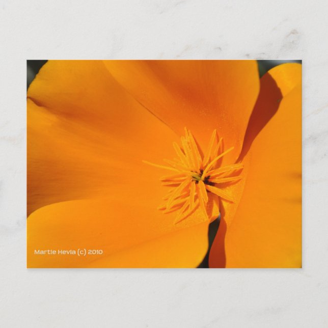 California Poppy Postcard (Front)
