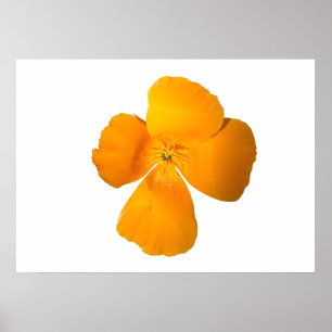 California Poppy Poster