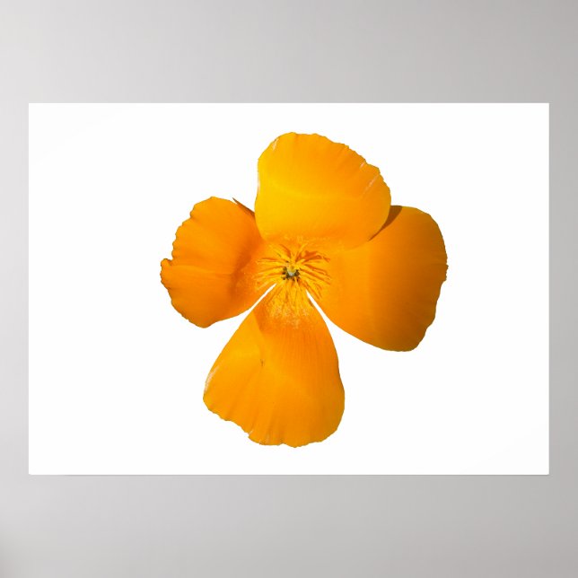 California Poppy Poster (Front)