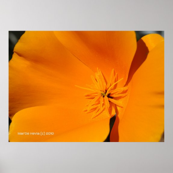 California Poppy Poster