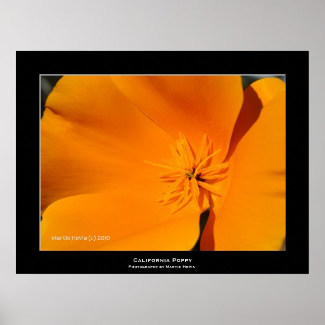 "California Poppy" Poster (Front)