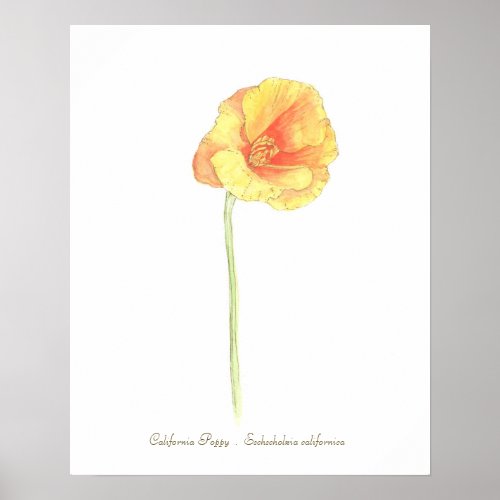 California Poppy Print Value Poster Paper Matte