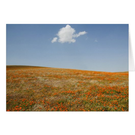 California Poppy Reserve (Front Horizontal)