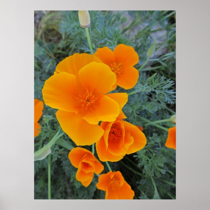 California Poppy State Flower Poster