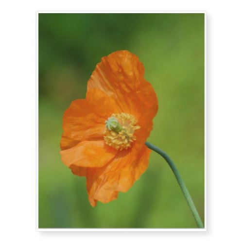 California Poppy Temporary Tattoos