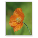 California Poppy Temporary Tattoos