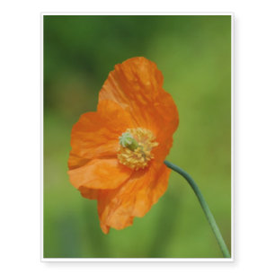 California Poppy Temporary Tattoos